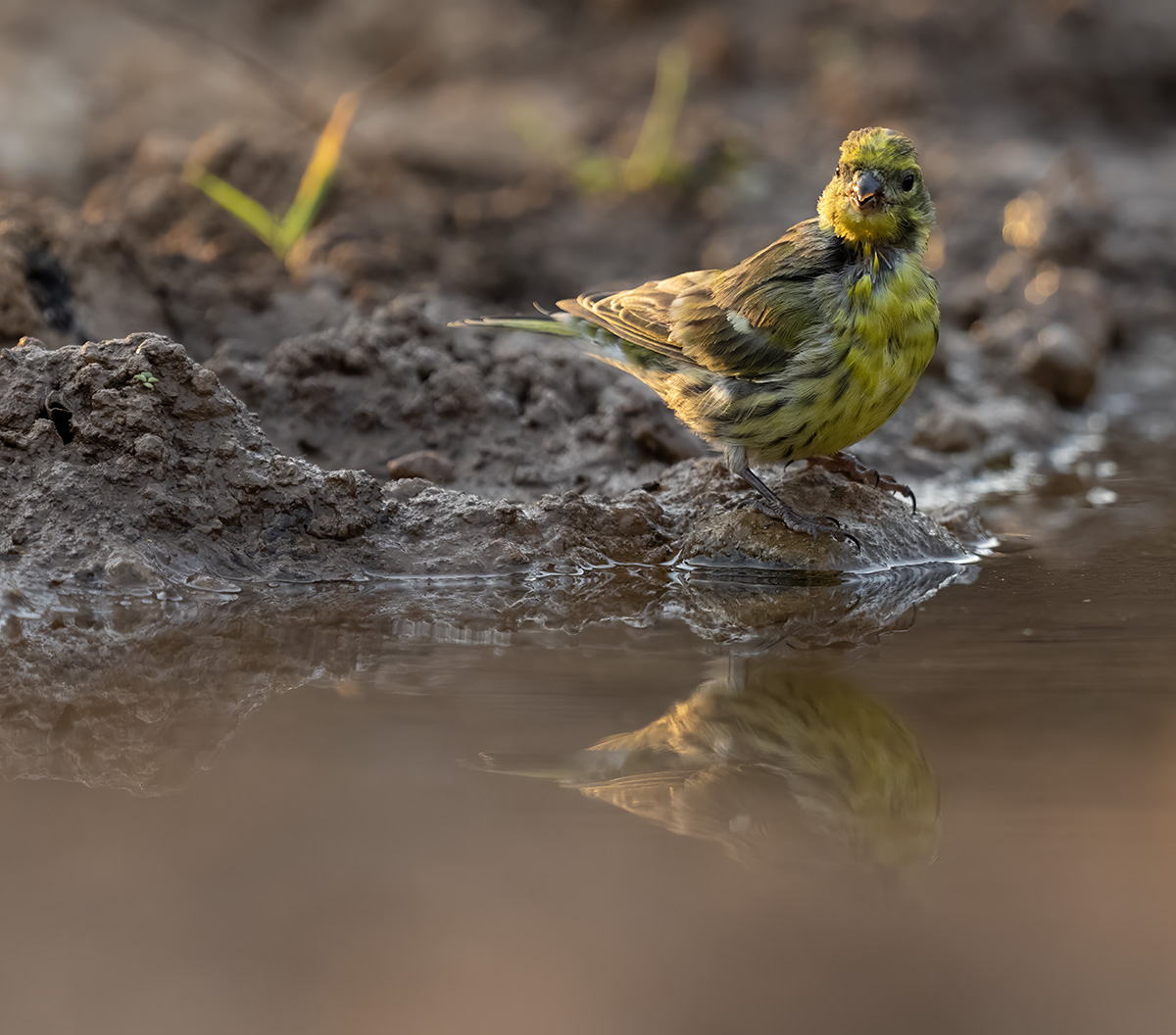 Europese Kanarie — vogelfotografie